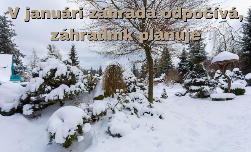 Zimná záhrada v januári